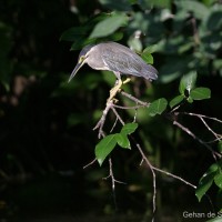 <i>Butorides striata</i> Linnaeus, 1758